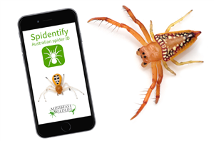 Netwa Spy for Whatsapp Apk Download