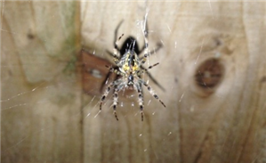 Spy App Without Root