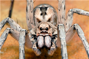 Truth Spy App Website