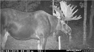 Indian Spy App for Android