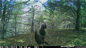 How to Hide Spy App on Iphone